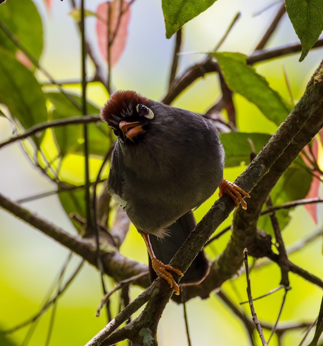 Chestnut-capped Laughingthrush - ML634554077