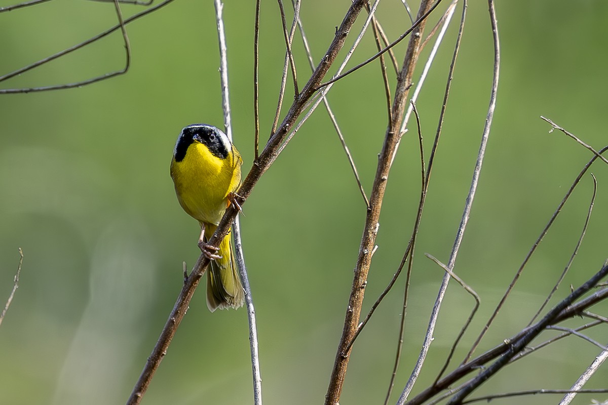 Common Yellowthroat - ML634554106