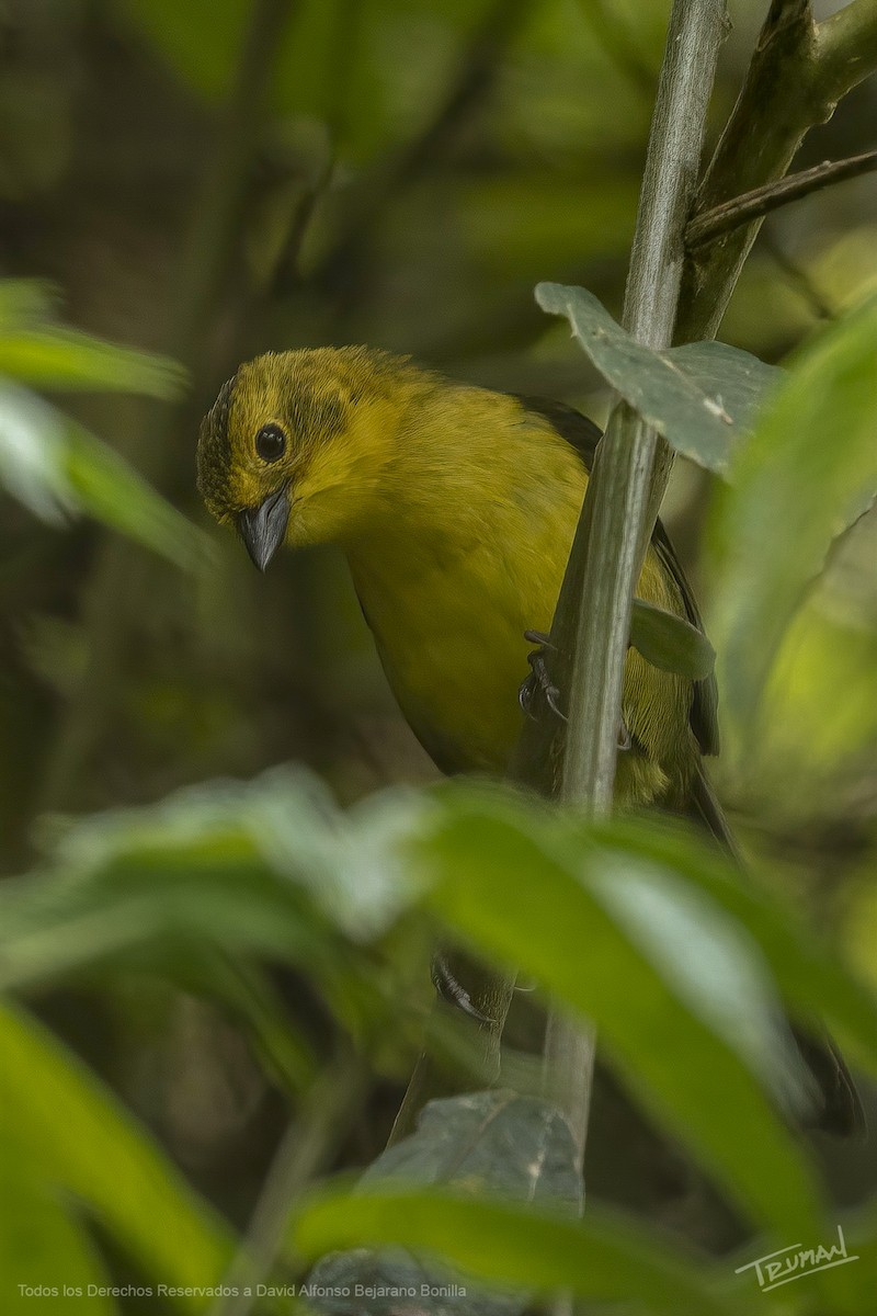 Yellow-headed Brushfinch - ML634554232
