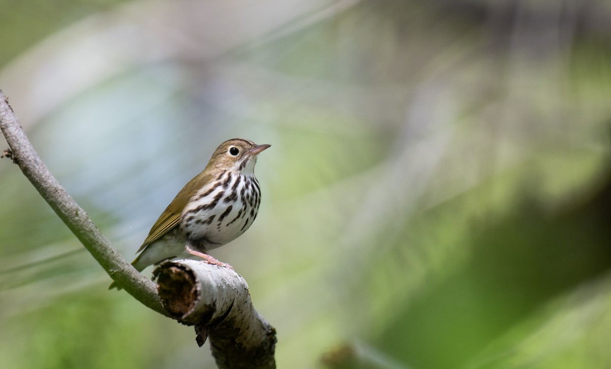 カマドムシクイ - ML634554332