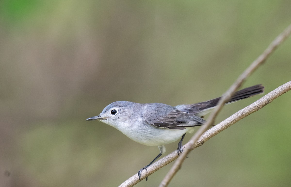 ブユムシクイ（caerulea） - ML634554397