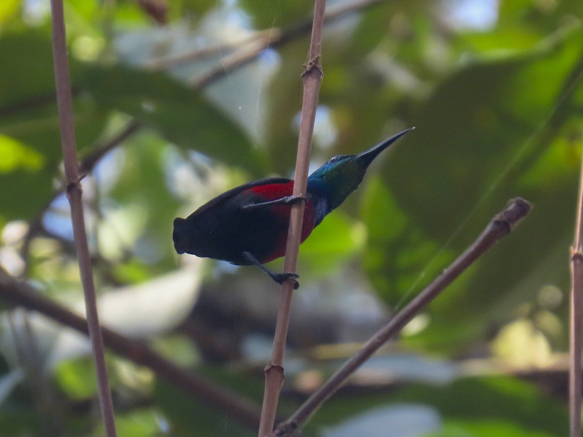 Johanna's Sunbird - ML634554421