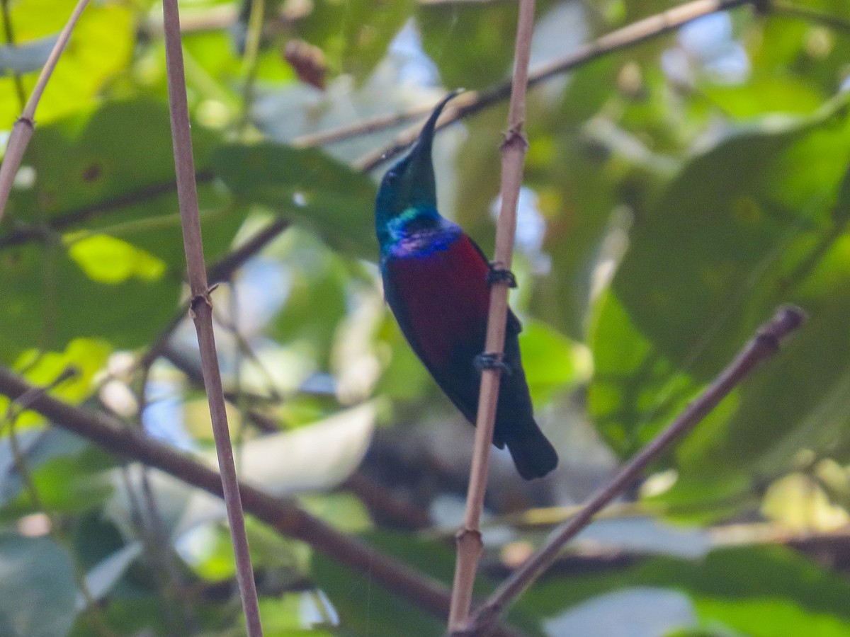 Johanna's Sunbird - ML634554487