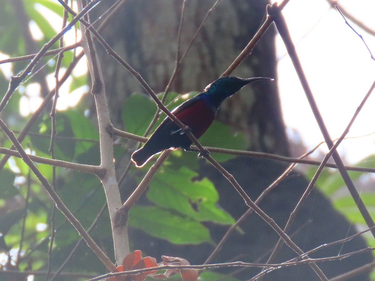 Johanna's Sunbird - ML634554498