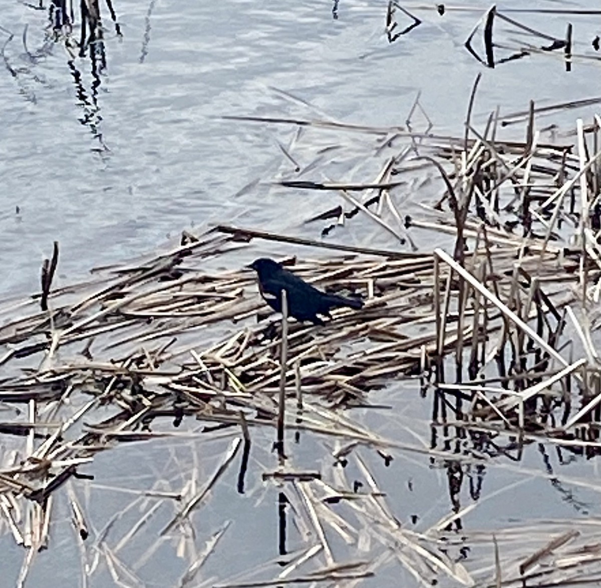 Red-winged Blackbird - ML634554506
