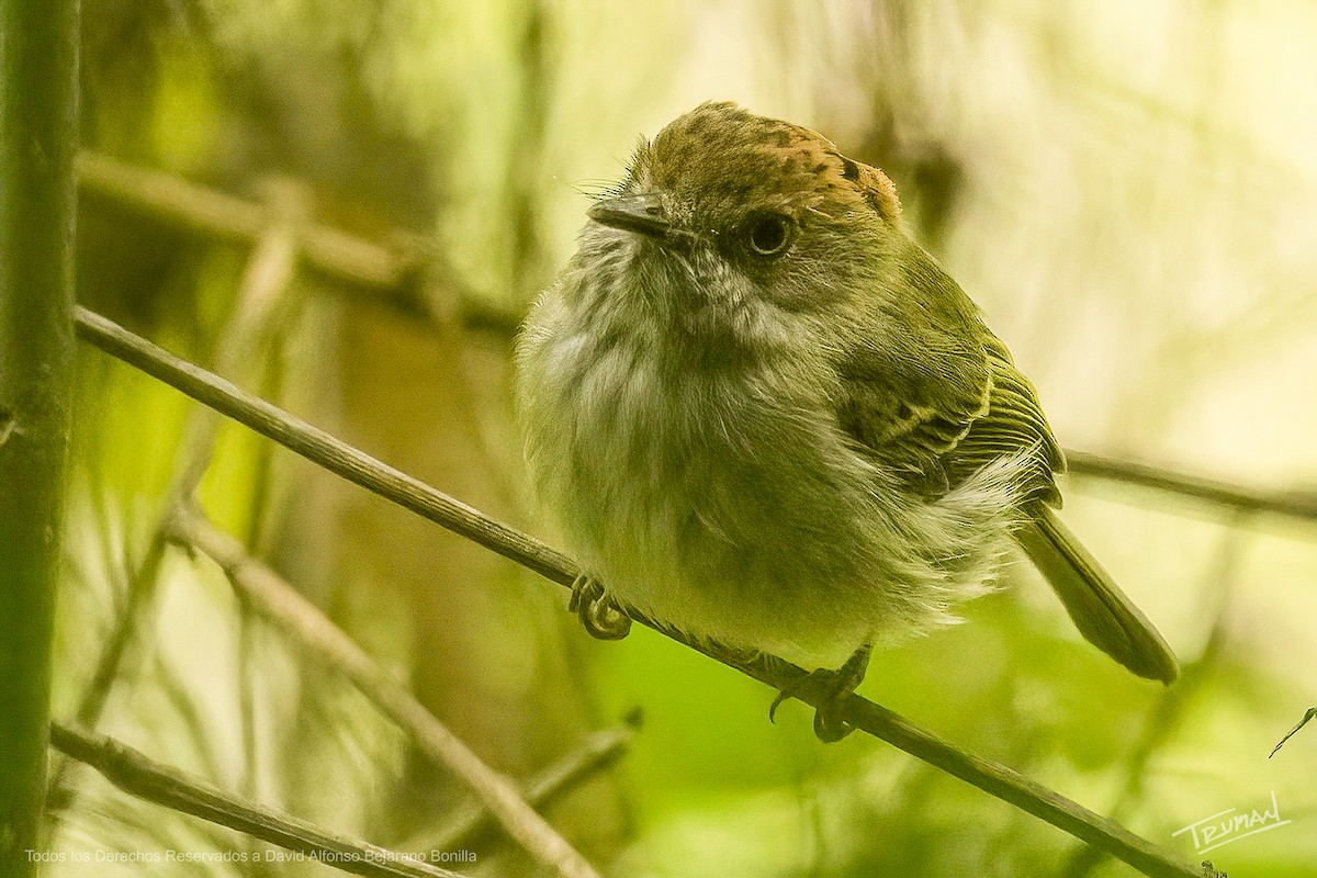 Scale-crested Pygmy-Tyrant - ML634554560