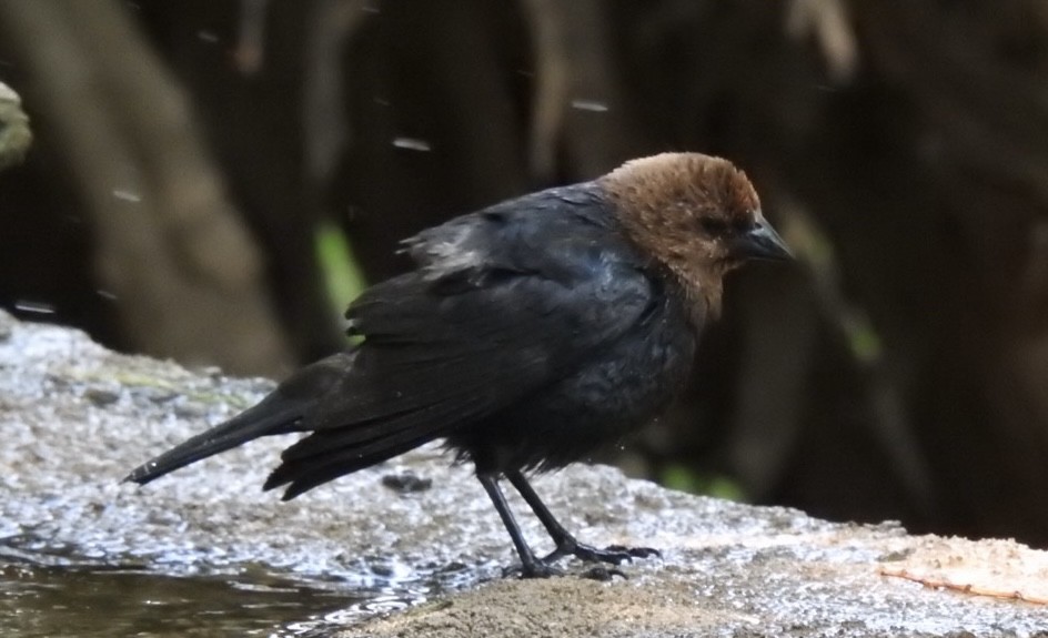 Brown-headed Cowbird - ML634554573