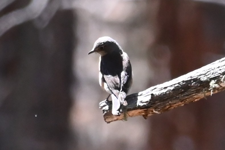 bluebird sp. - ML634554638