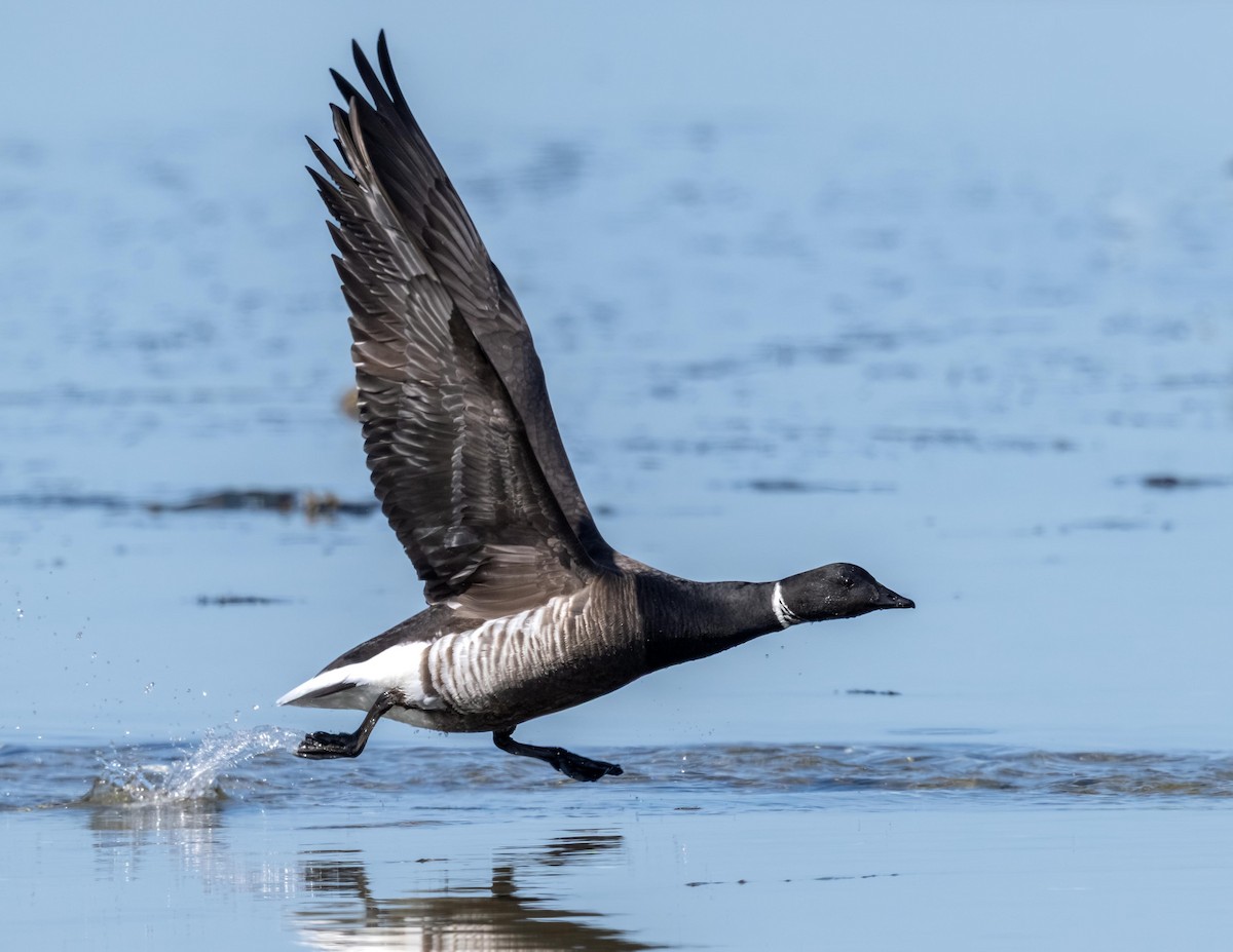 Brant - ML634554639