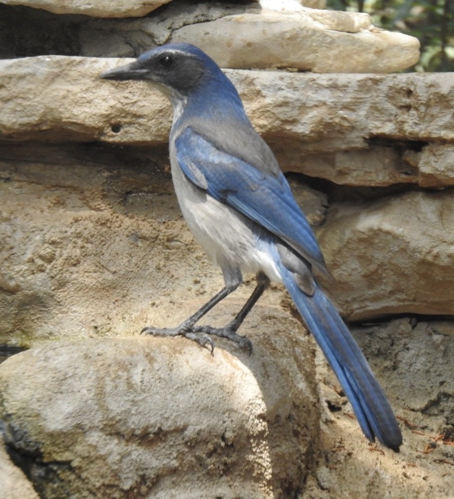 Woodhouse's Scrub-Jay - ML634554645