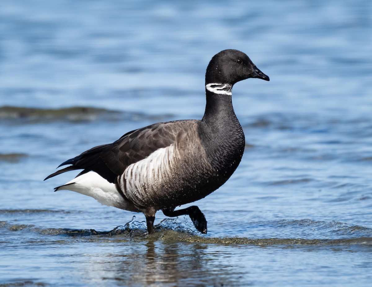 Brant - ML634554656