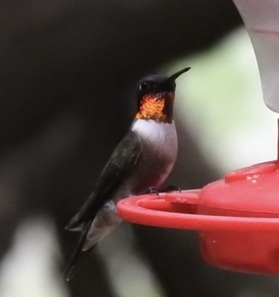 Ruby-throated Hummingbird - ML634554689