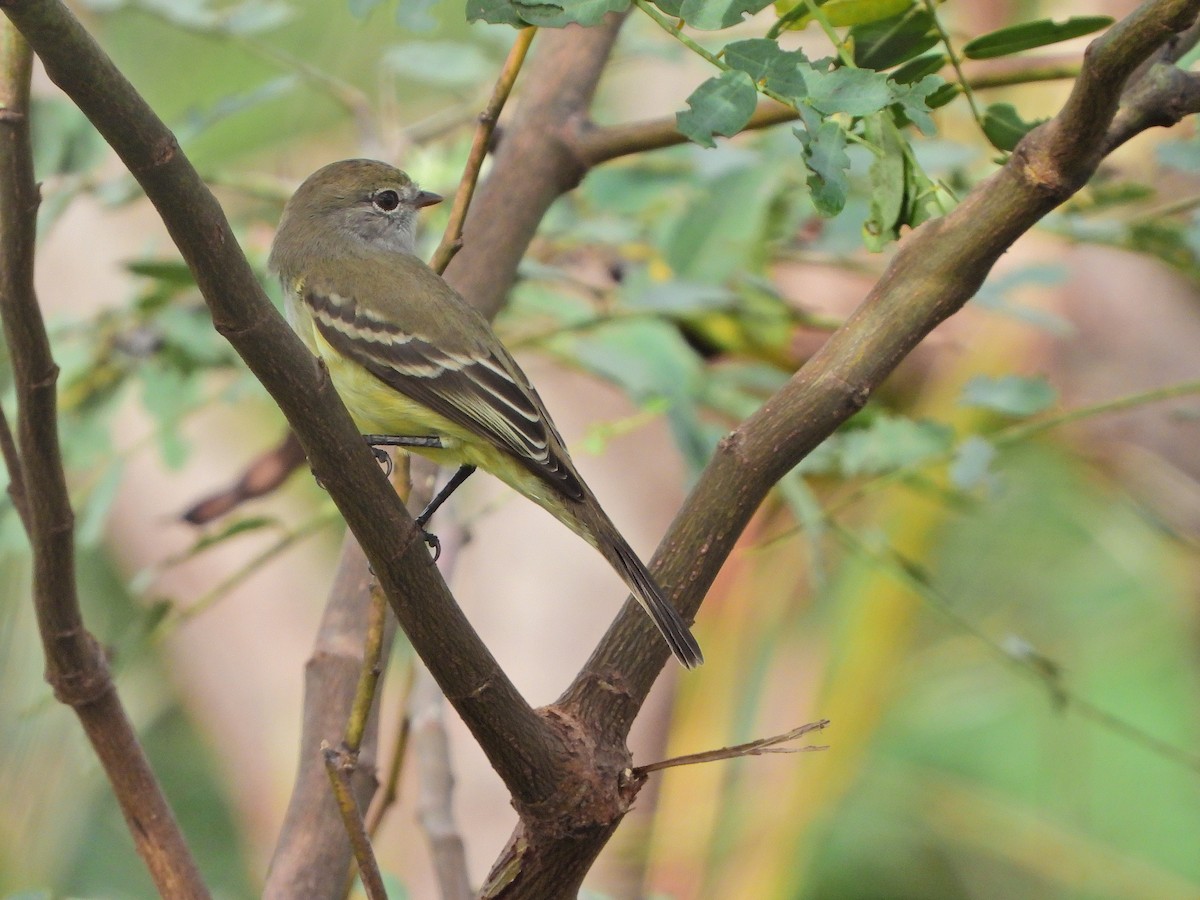 Southern Scrub-Flycatcher - ML634554773