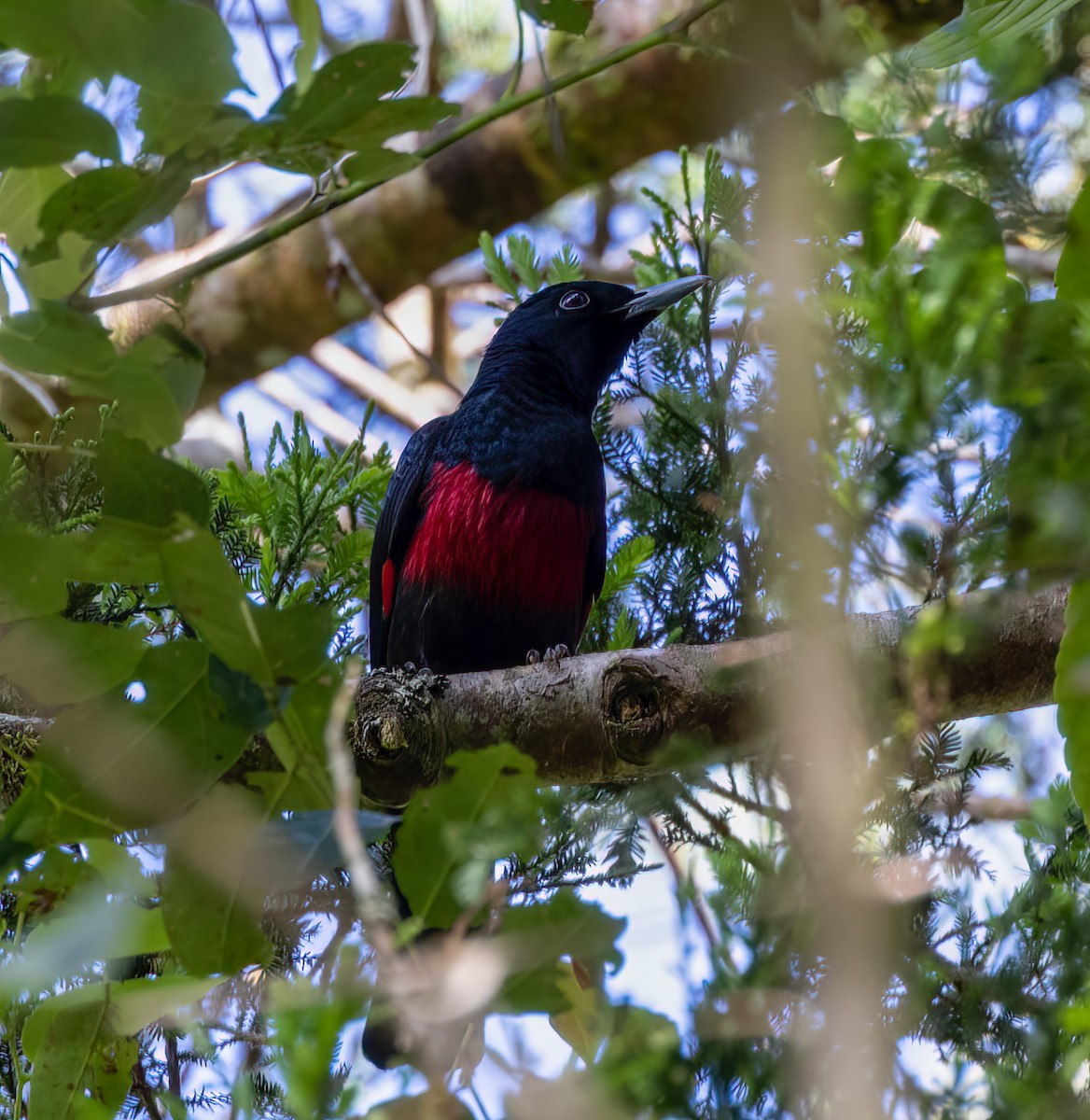 Black-and-crimson Oriole - ML634554777