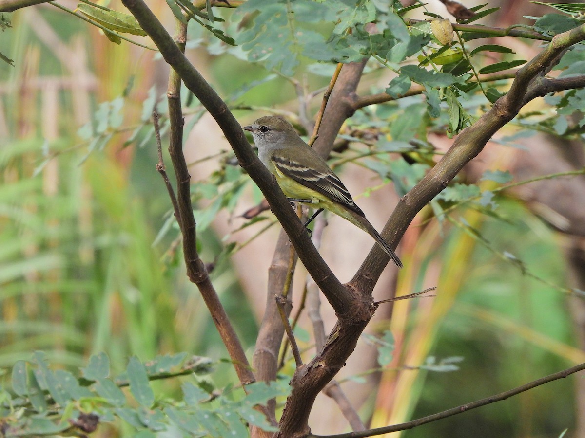 Southern Scrub-Flycatcher - ML634554802