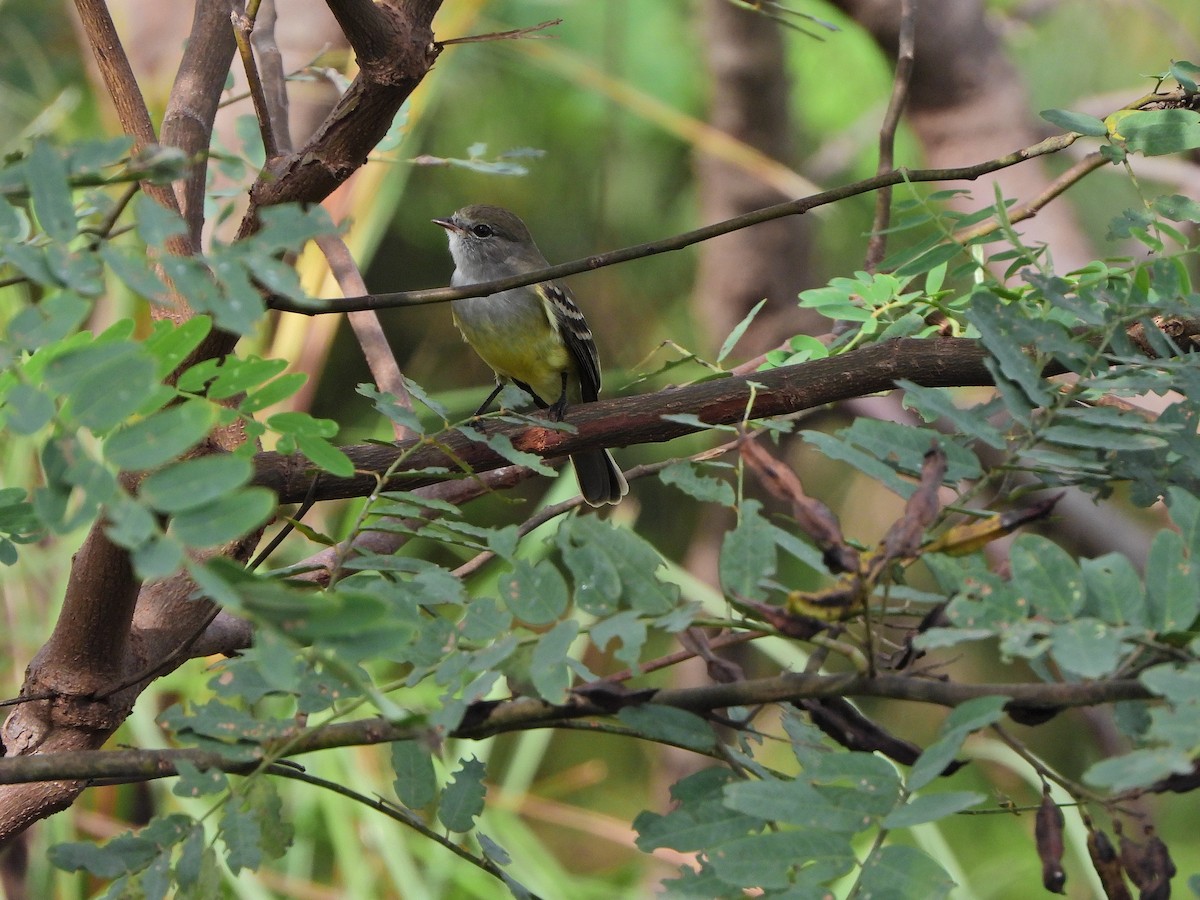 Southern Scrub-Flycatcher - ML634554803