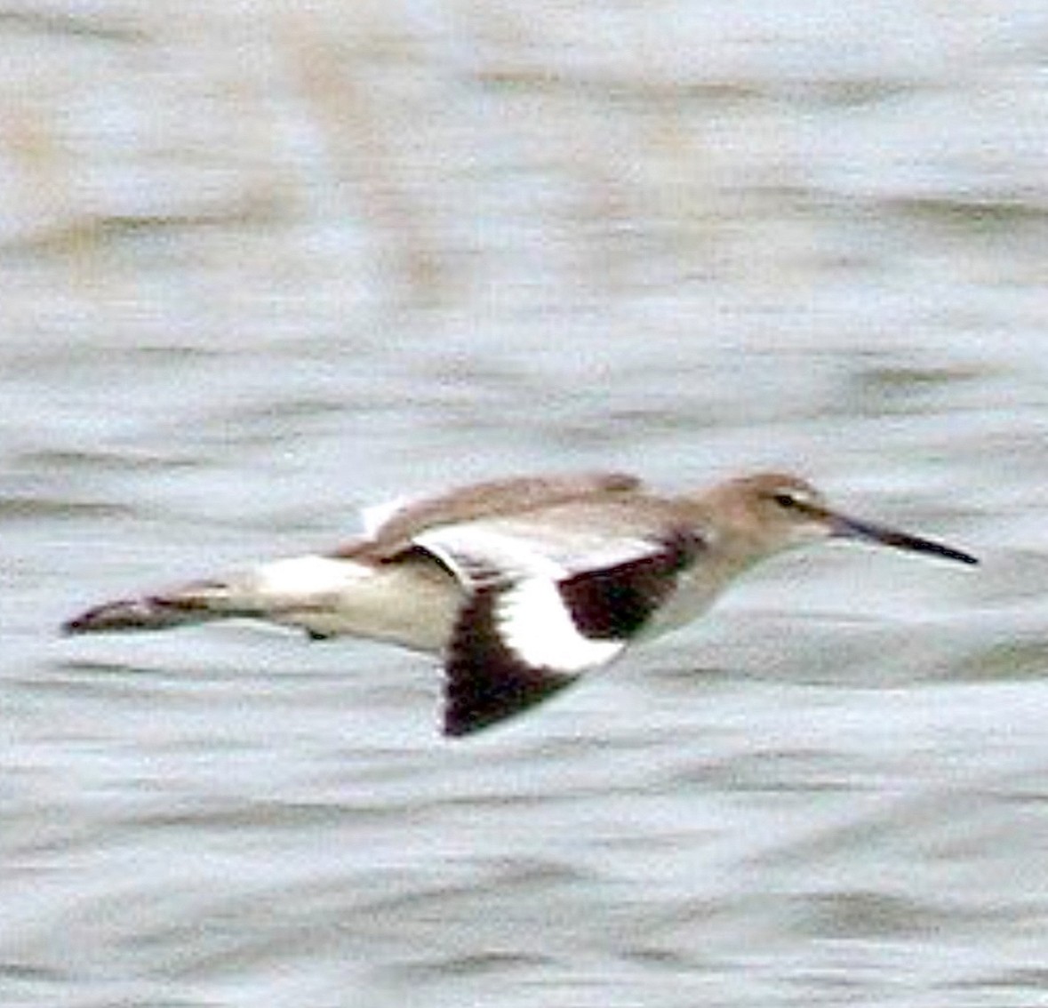 Piro piro semipalmato (inornata) - ML634554806