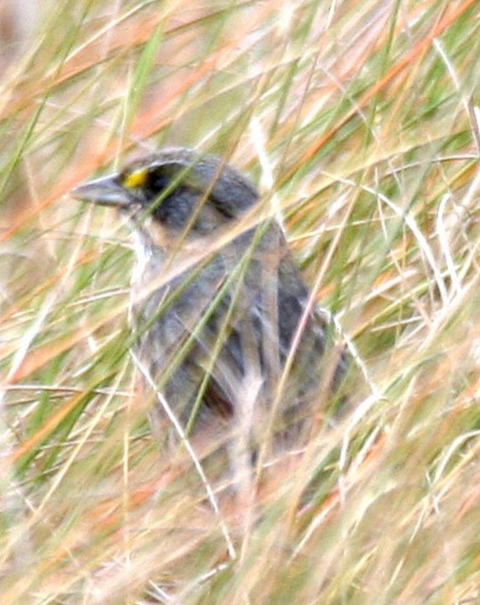 Seaside Sparrow (Atlantic) - ML634555129