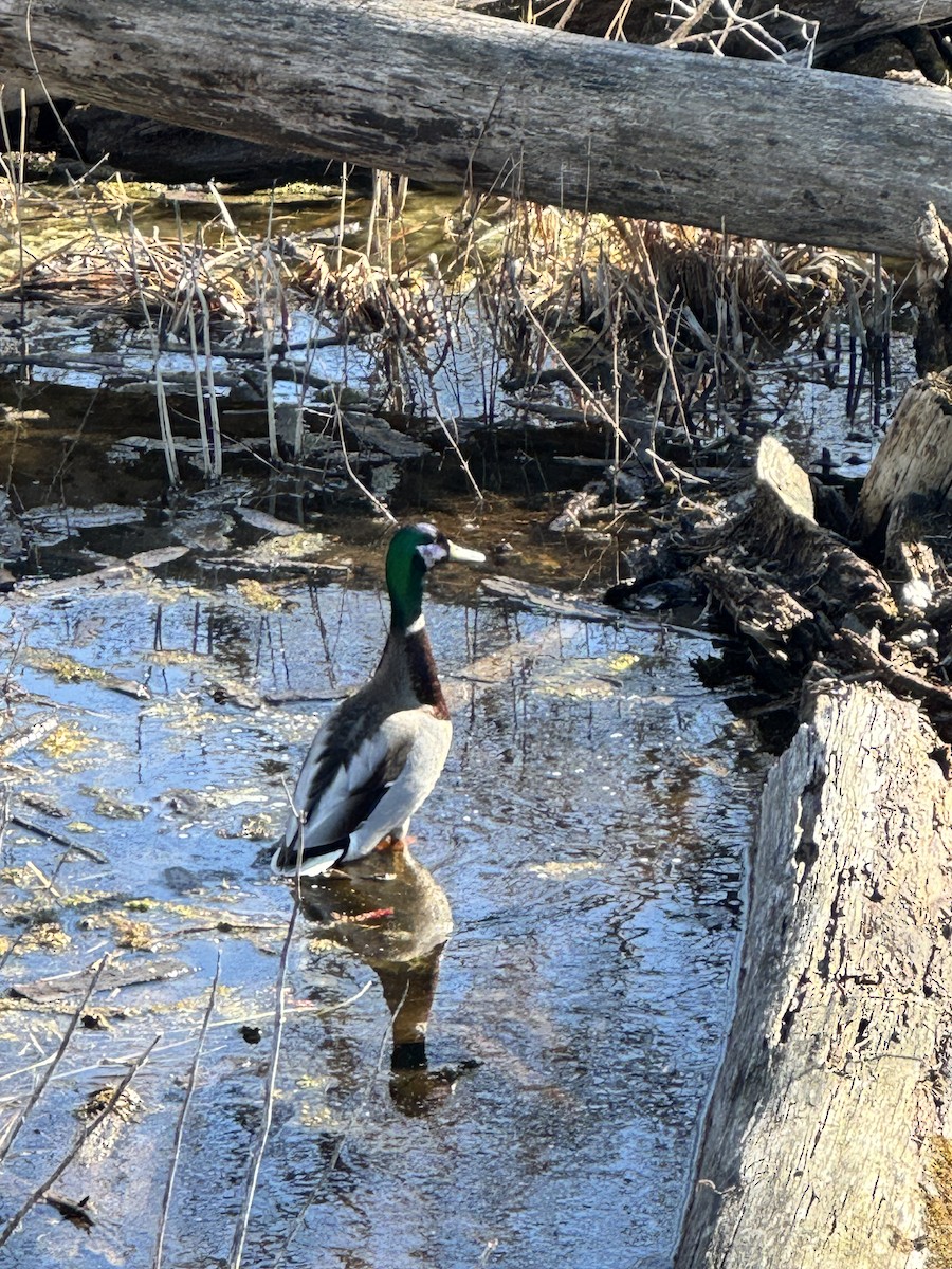 Mallard - ML634555239