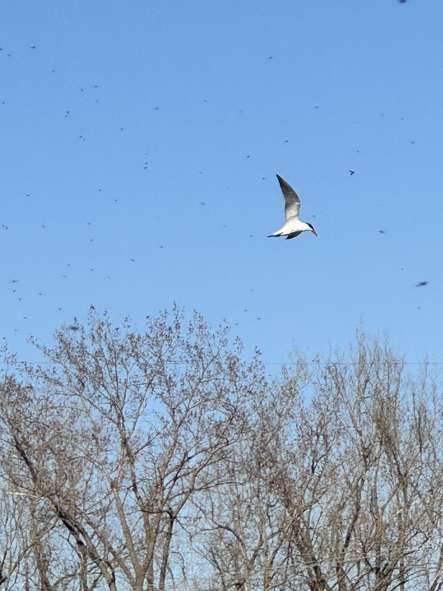 Caspian Tern - ML634555278