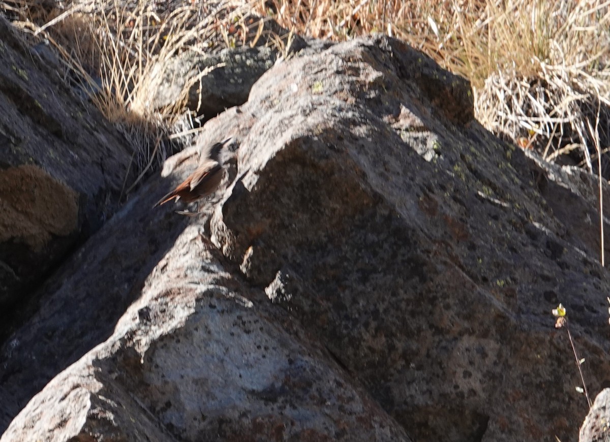 Crag Chilia - ML634555348