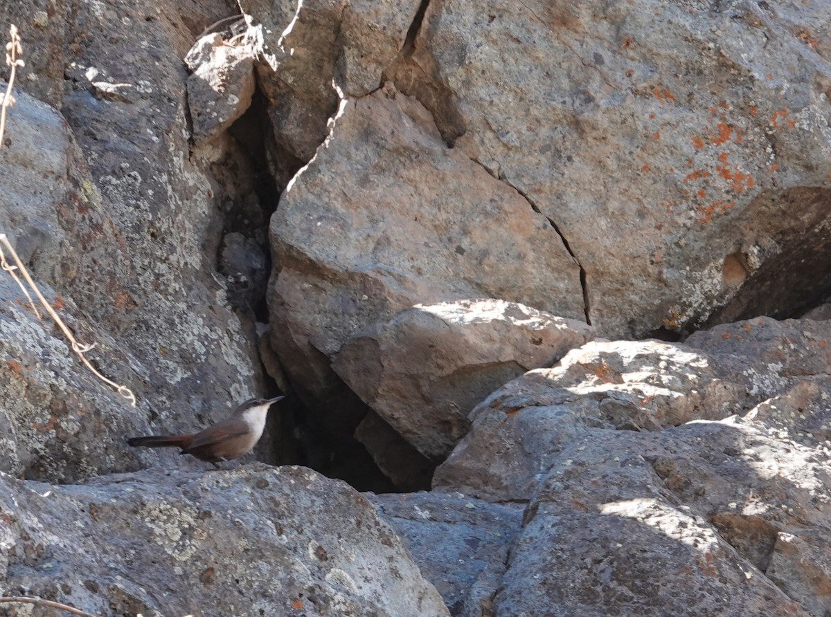 Crag Chilia - ML634555349