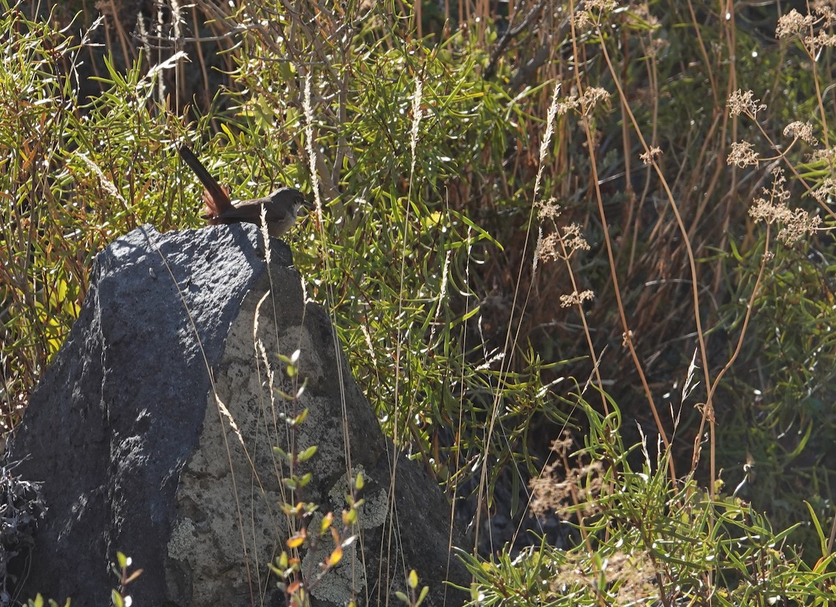 Crag Chilia - ML634555350
