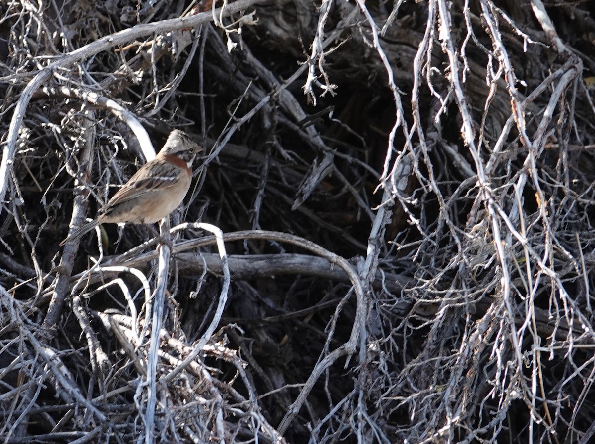 Rufous-collared Sparrow - ML634555363