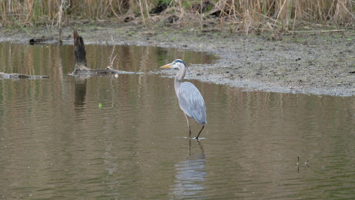 Great Blue Heron - ML634555364