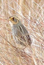 Saltmarsh Sparrow - ML634555365