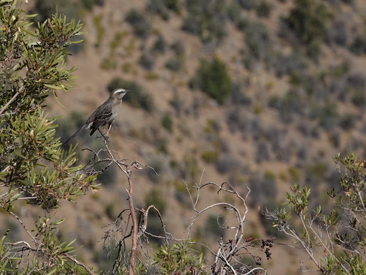 Chilean Mockingbird - ML634555368