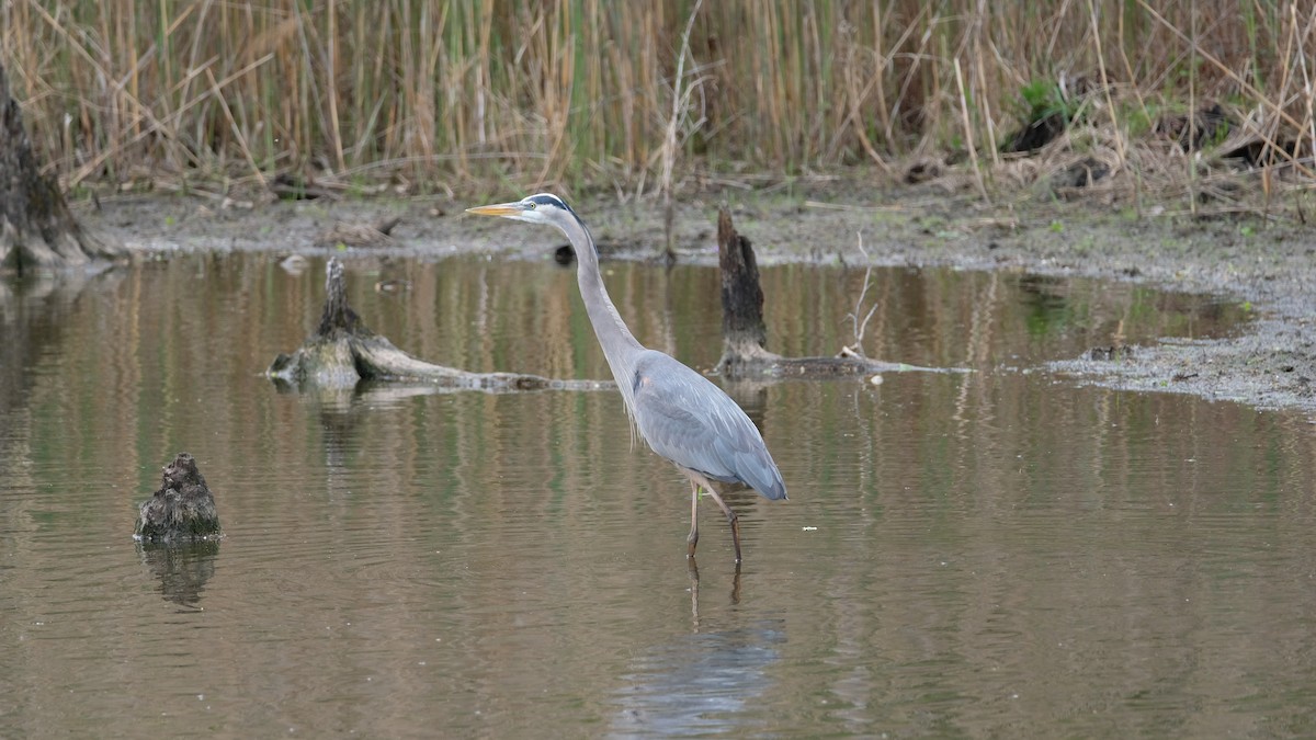Great Blue Heron - ML634555379