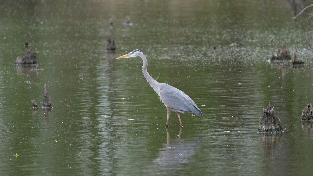 Great Blue Heron - ML634555406