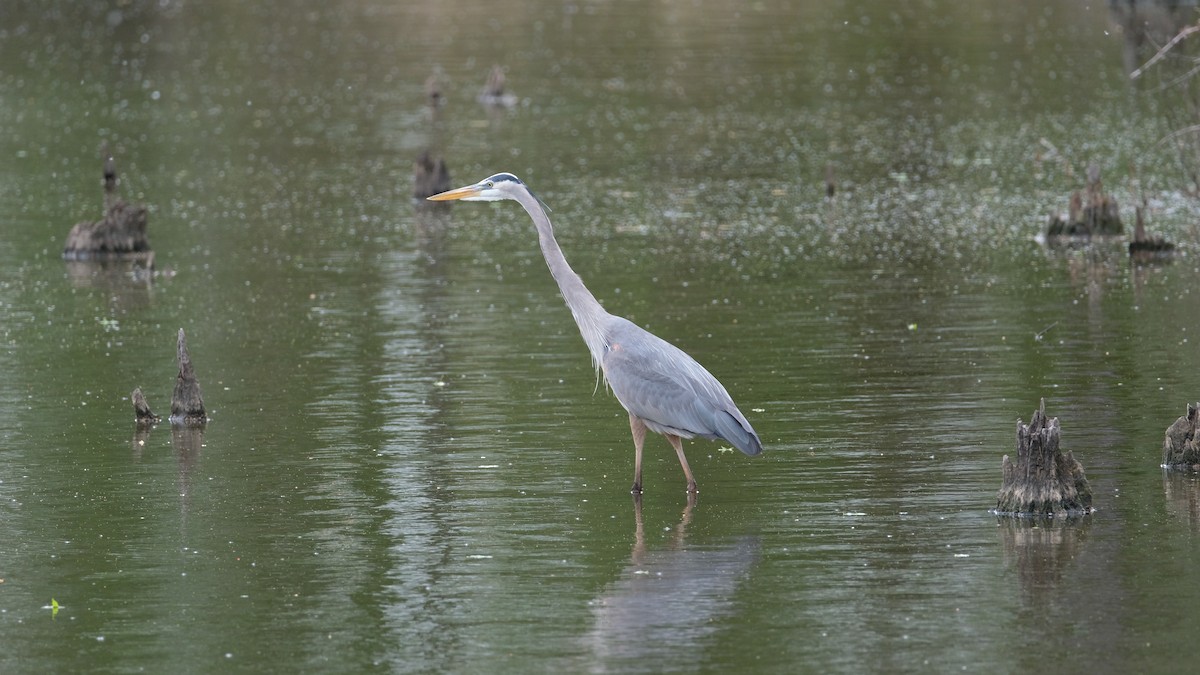 Great Blue Heron - ML634555421
