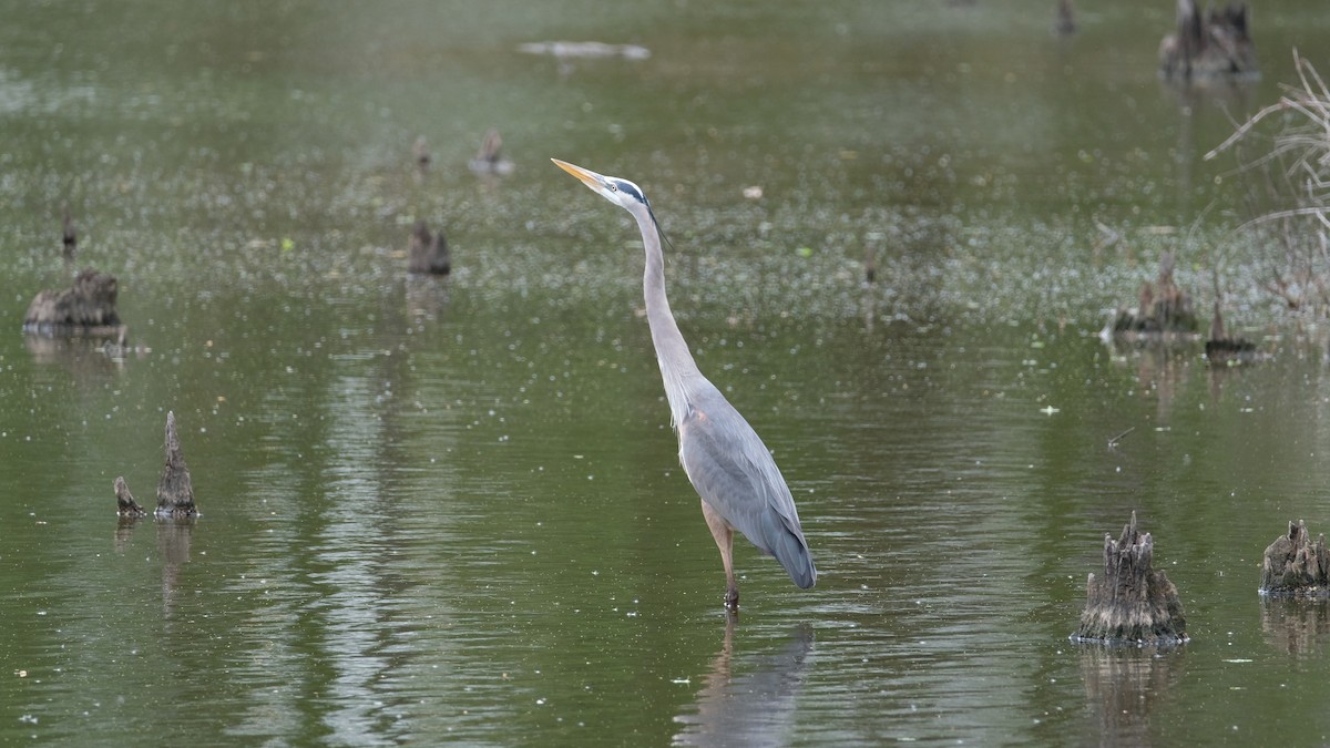 Great Blue Heron - ML634555440