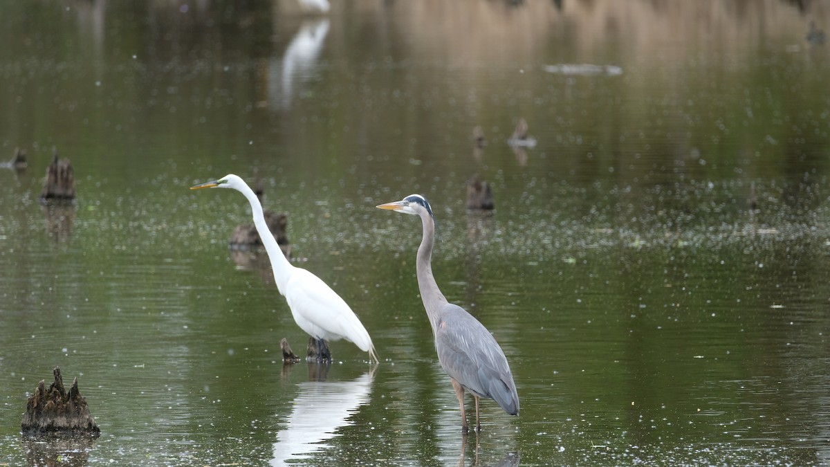 Great Blue Heron - ML634555455