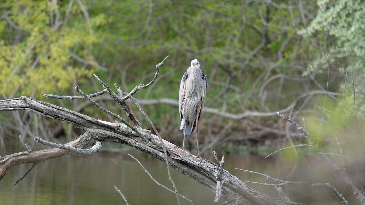 Great Blue Heron - ML634555463