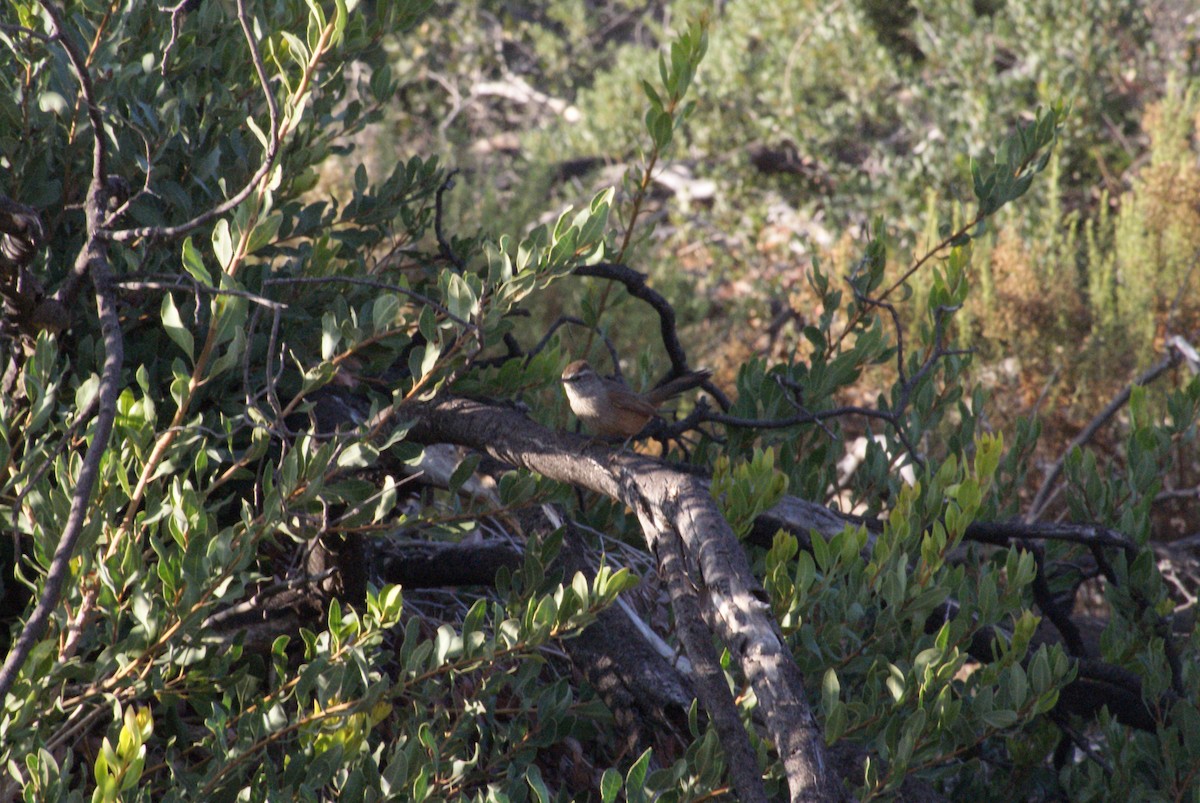 Dusky-tailed Canastero - ML634555511