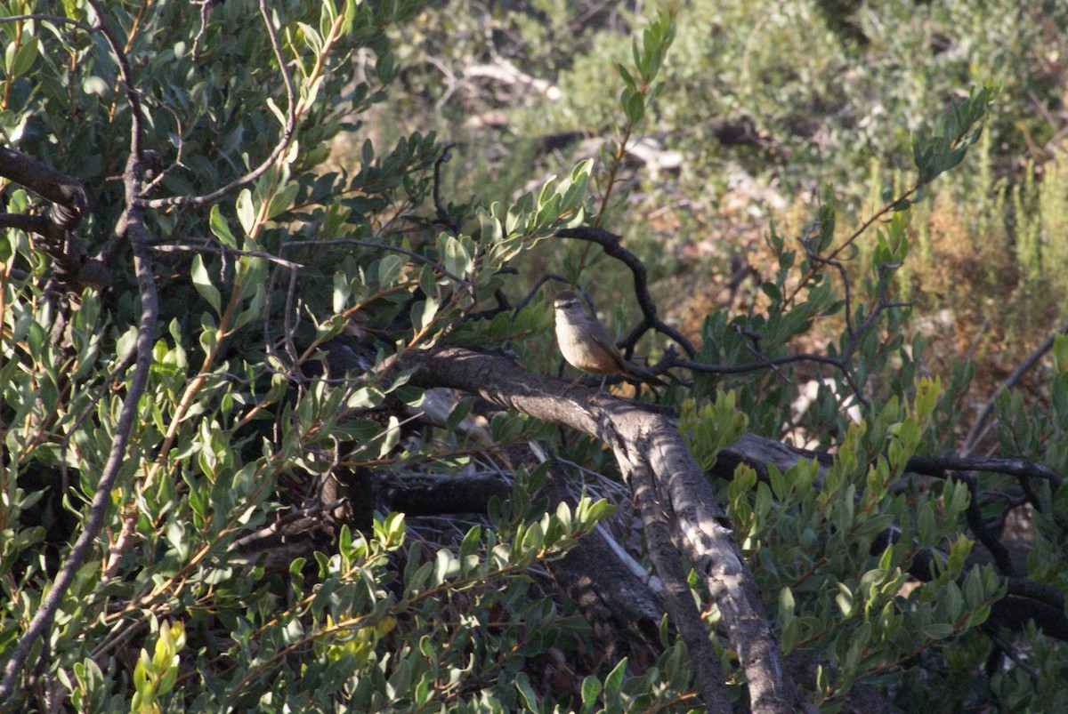 Dusky-tailed Canastero - ML634555512