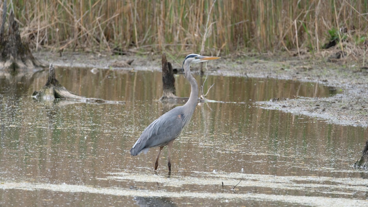 Great Blue Heron - ML634555526