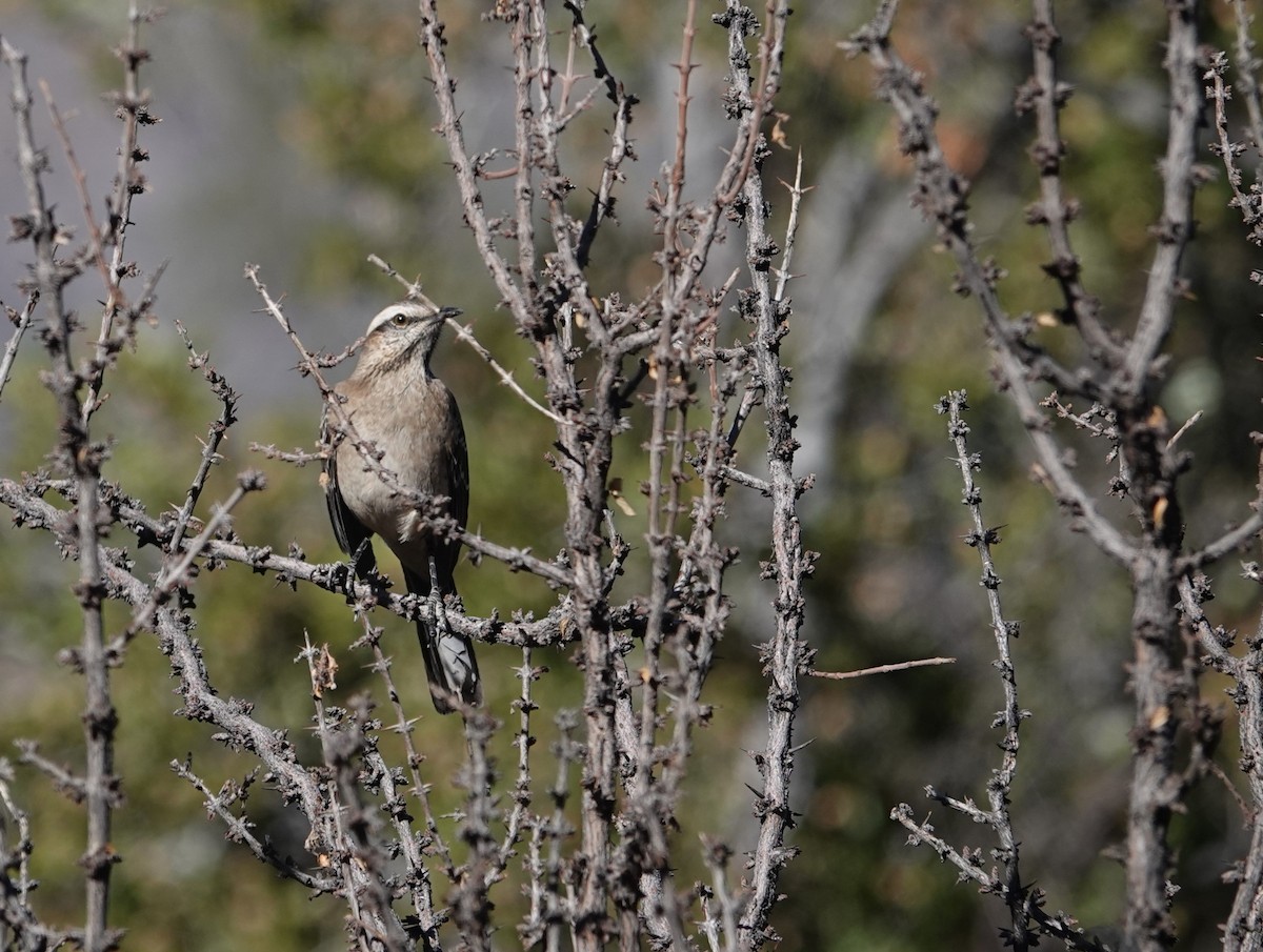 Chilean Mockingbird - ML634555618