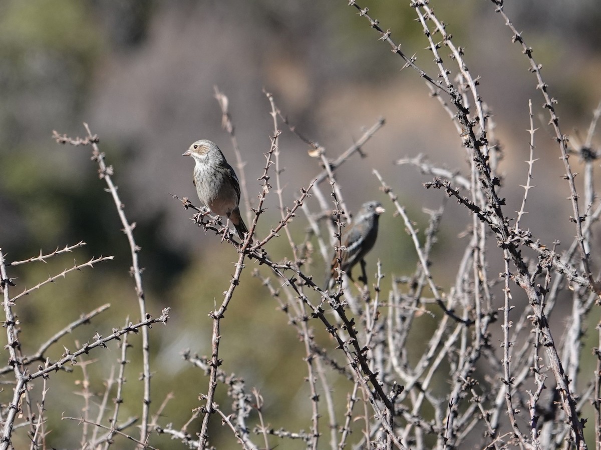 Mourning Sierra Finch - ML634555652