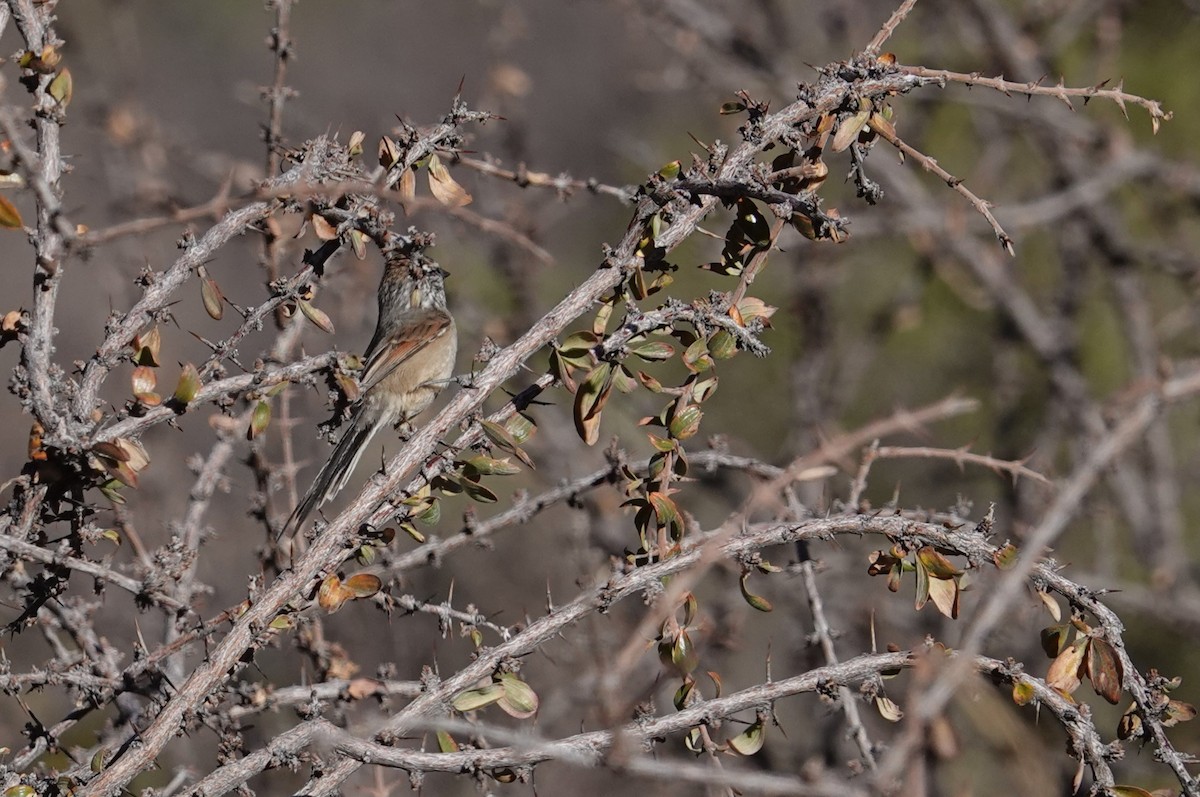 Plain-mantled Tit-Spinetail - ML634555691