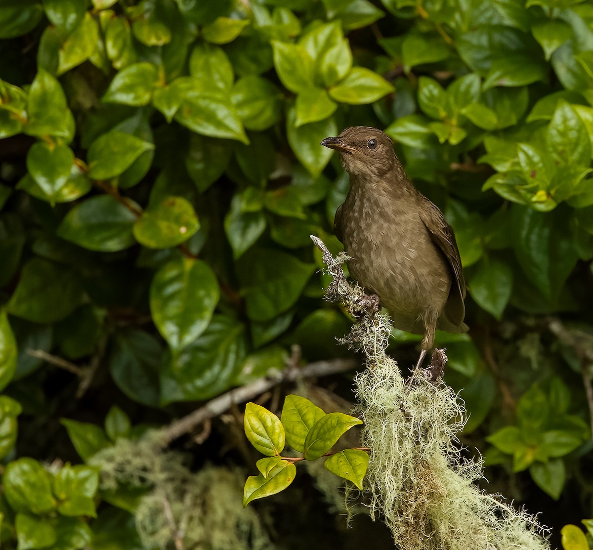Sooty Thrush - ML634555785