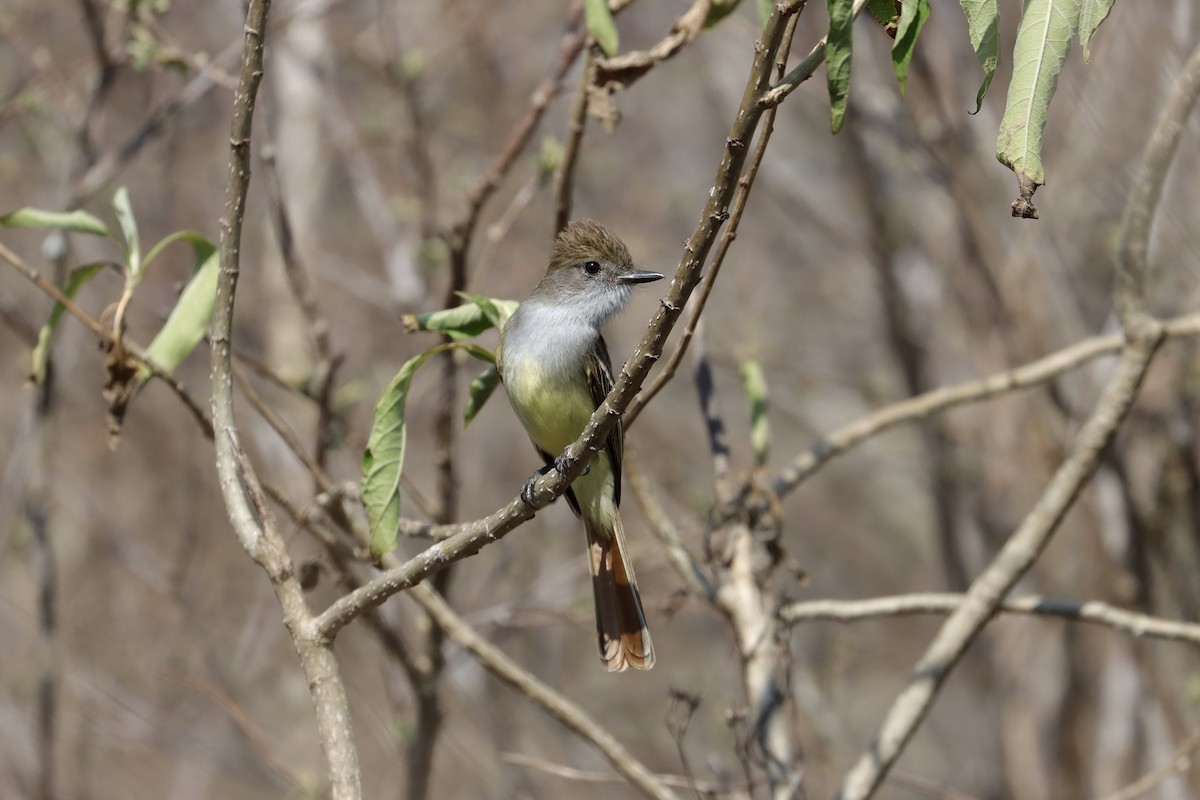 Nutting's/Salvadoran Flycatcher - ML634555845