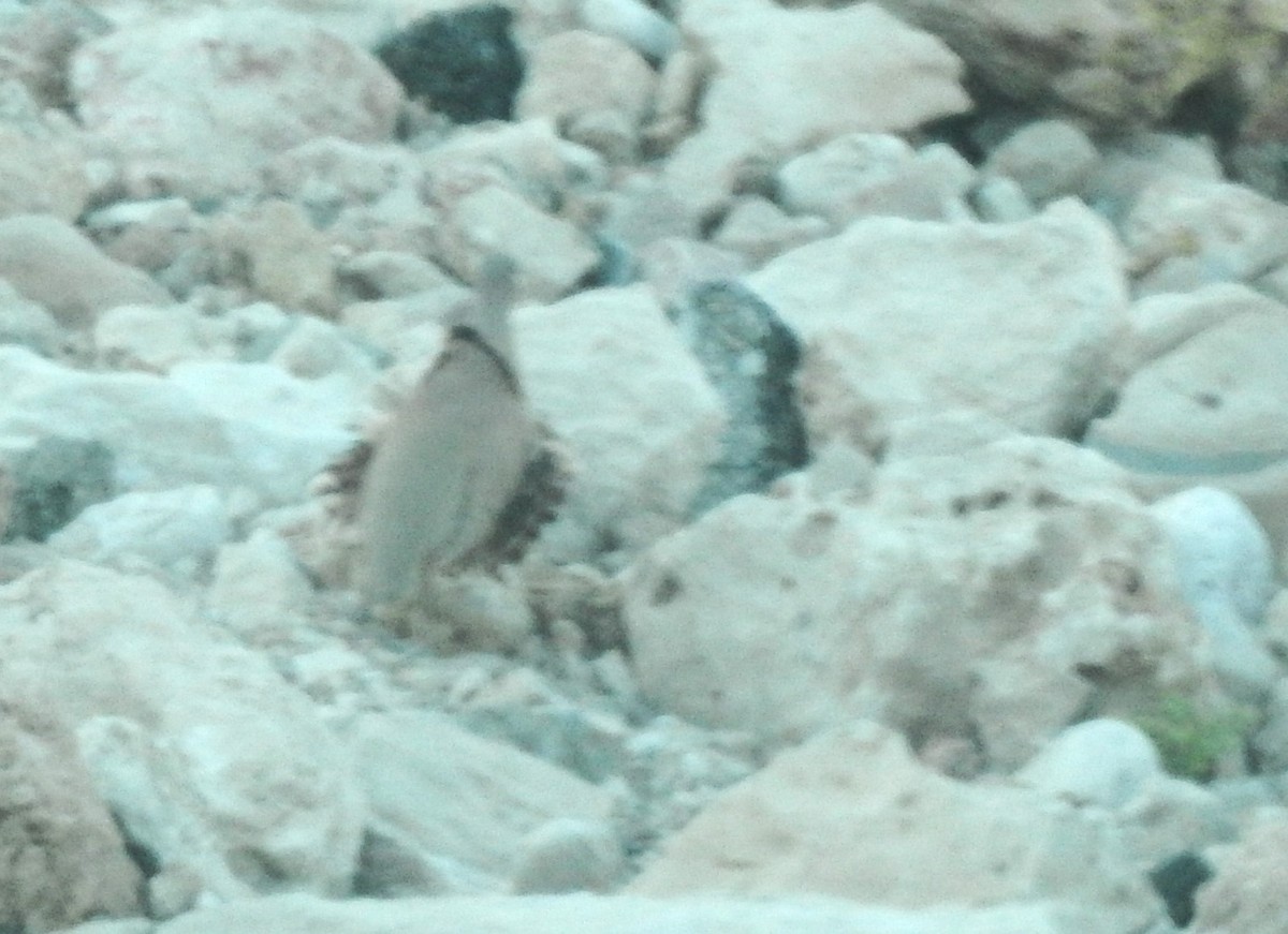Sand Partridge - ML634556045