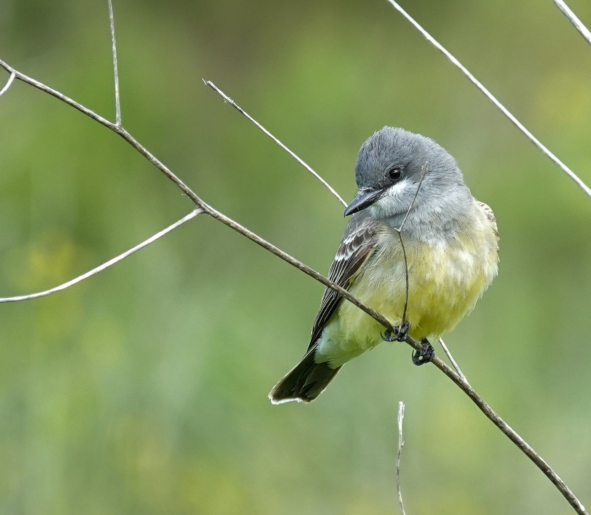 Cassin's Kingbird - ML634556143