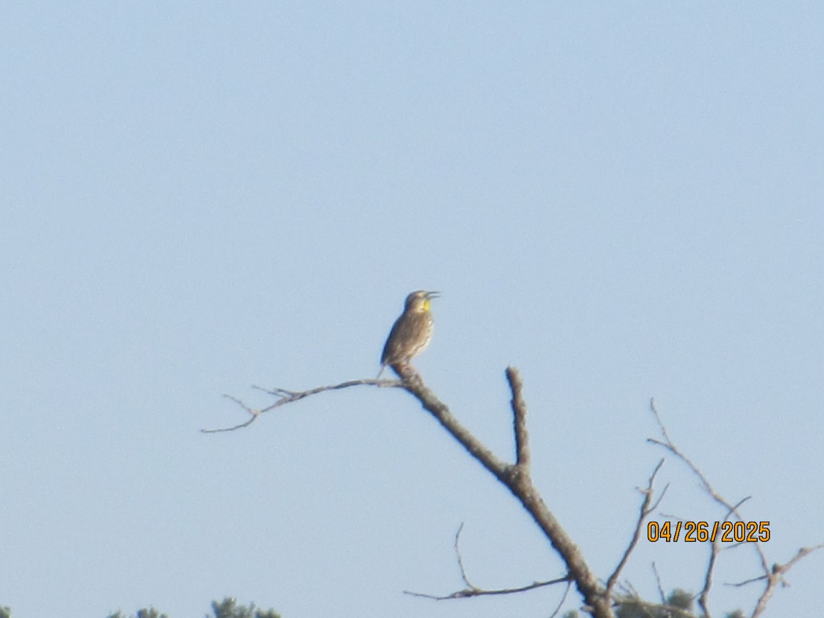 Western Meadowlark - ML634556192