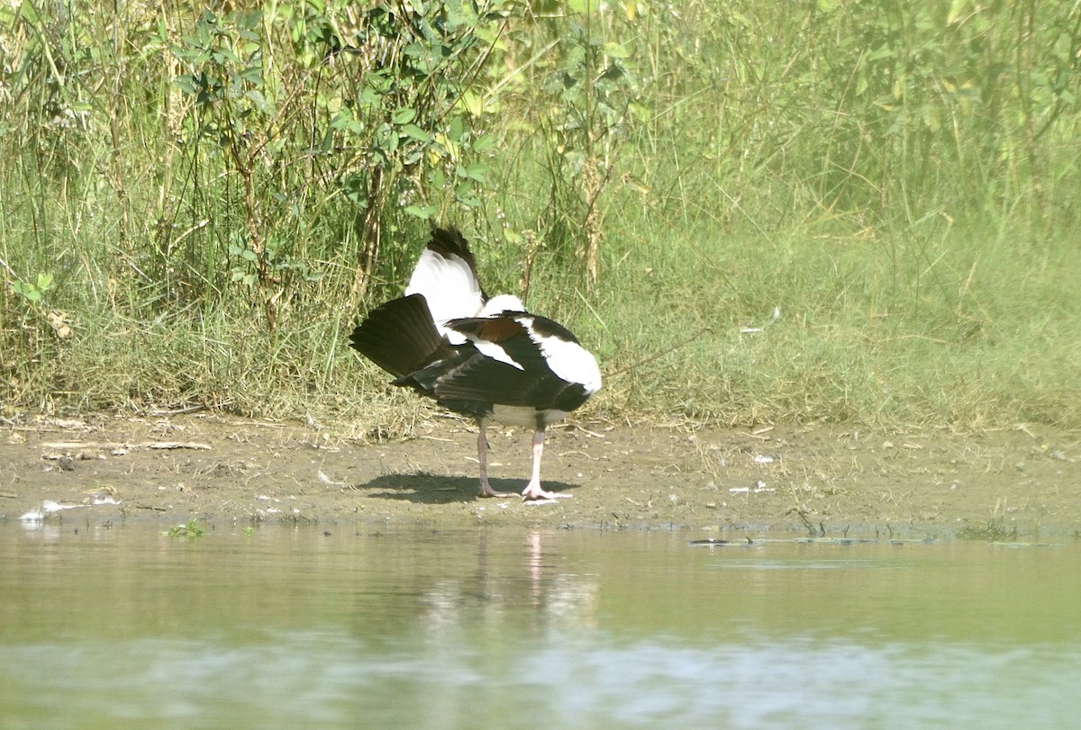 Radjah Shelduck - ML634556199