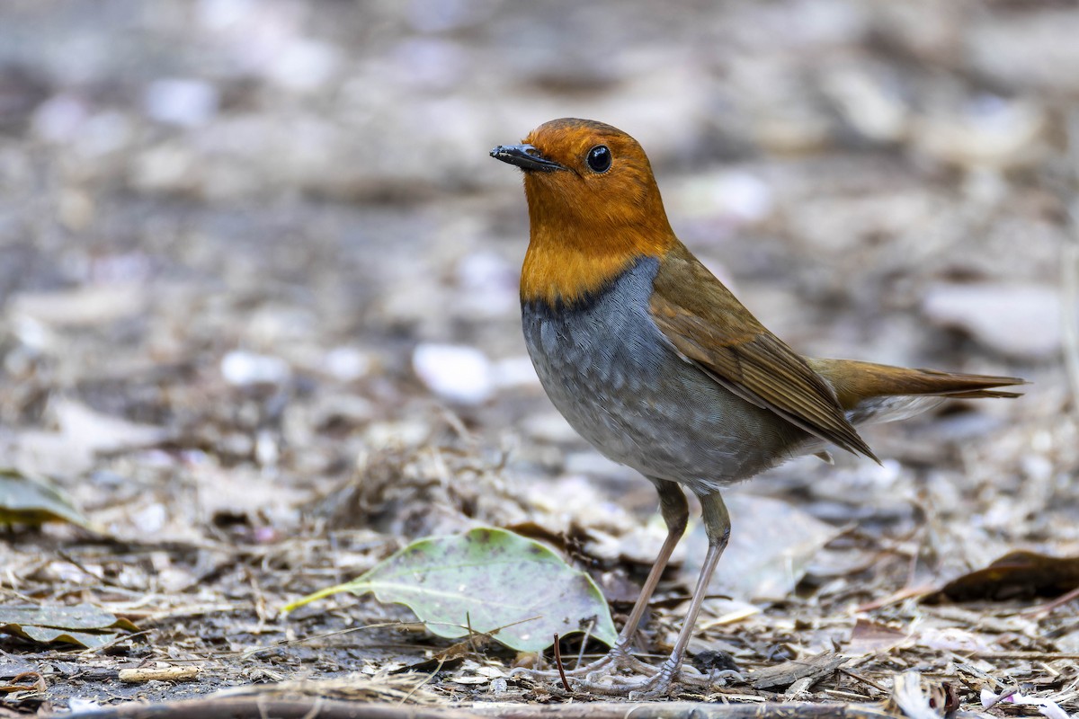 Japanese Robin - ML634556333